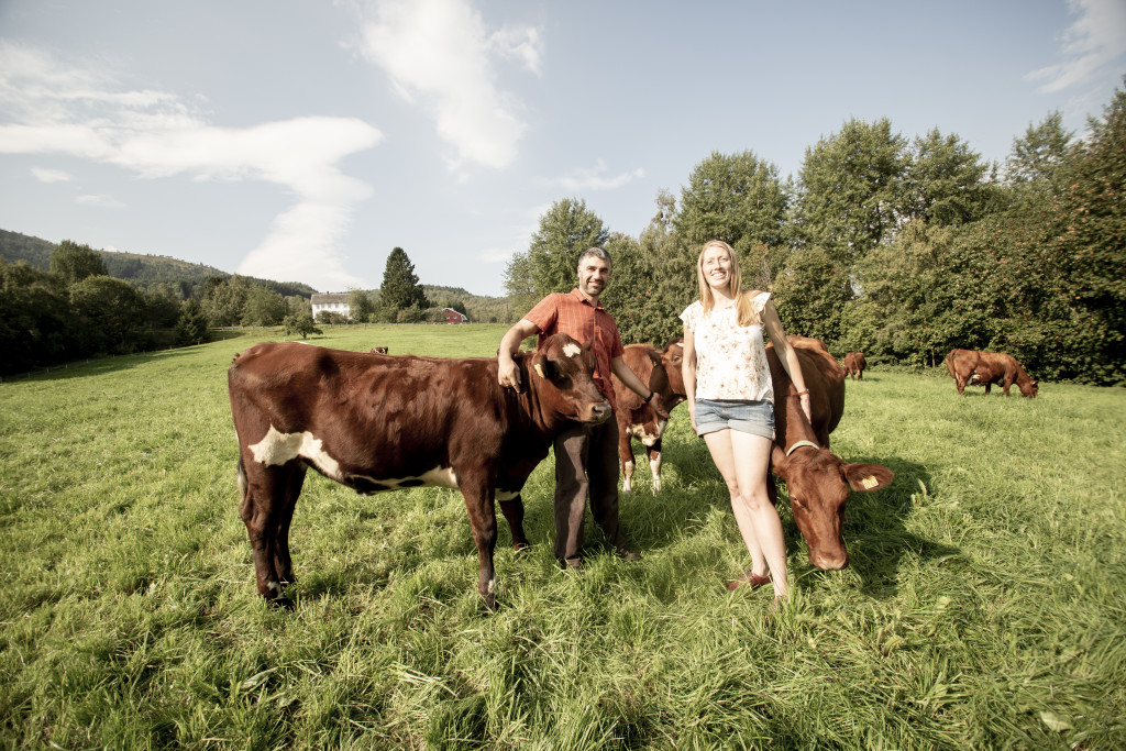 Carlos og Kristine med kalvar og kyr på beite nedanfor tunet. Green grass and happy cows gives good milk and great cheese!