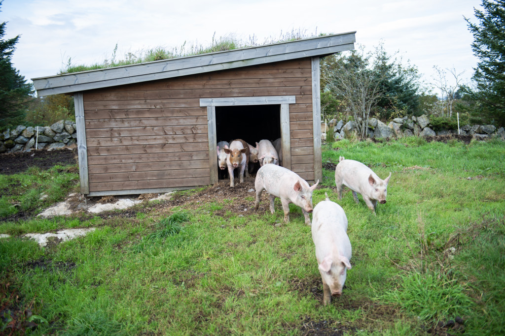 Glade utegris blir det skikkelig godt kjøtt av!