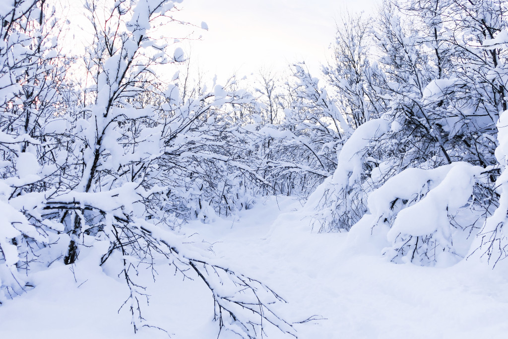 Naturen og skogen rund omkring i vinterdrakt
