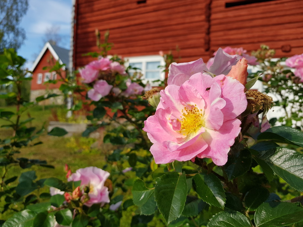 Stemning fra gårdstunet med historiske roser ved låven. Fjøset sees i bakgrunnen.
