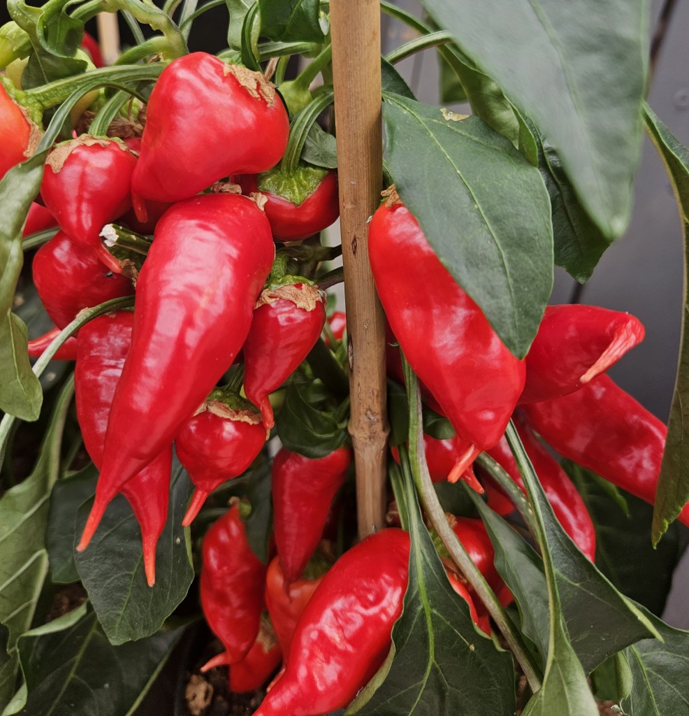 Vi dyrker et godt utvalg chili, helt fra den sterkeste Carolina Reaper til milde varianter du kan spise av uten å sprute flammer:-)