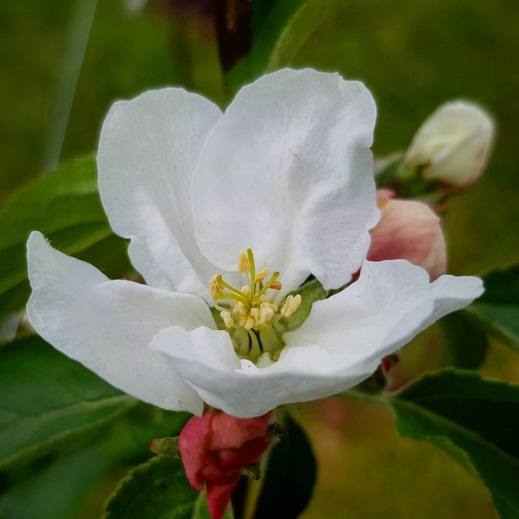 I slutten av mai/begynnelsen av juni blomstrer epletrærne!