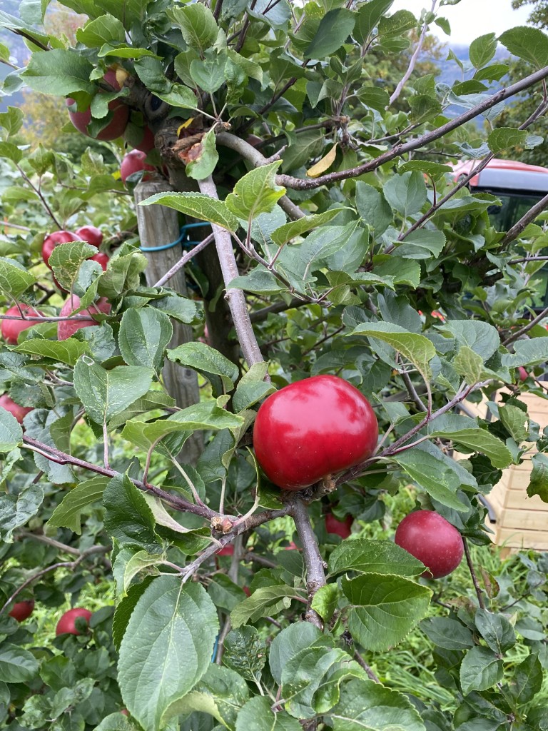 Raude og skinande eple - naturen byr opp til smaksfest!