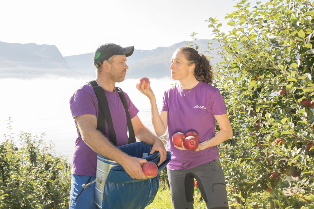 I dei brattaste bakkane har vi planta epletre. Her er det gode solforhold som gjer den gode smaken.