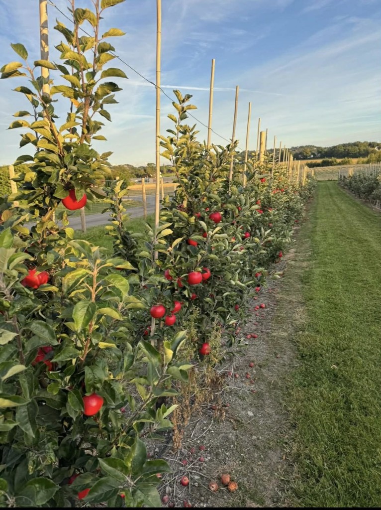 Eplehagen vår, snart klar for høsting