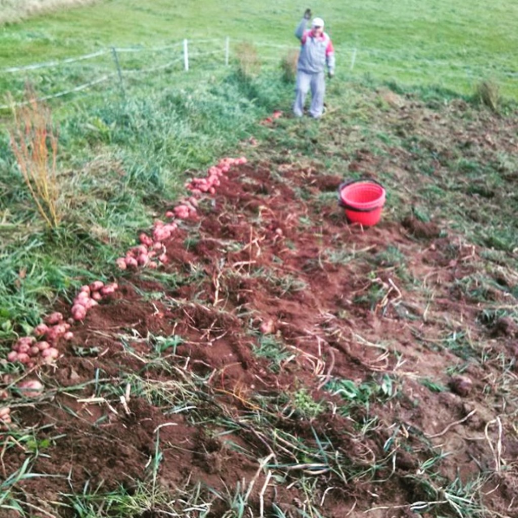 Masse flotte poteter