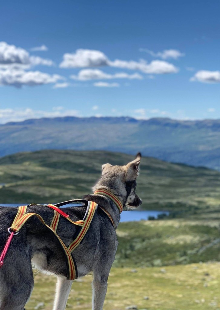 Fjellvandring med Husky