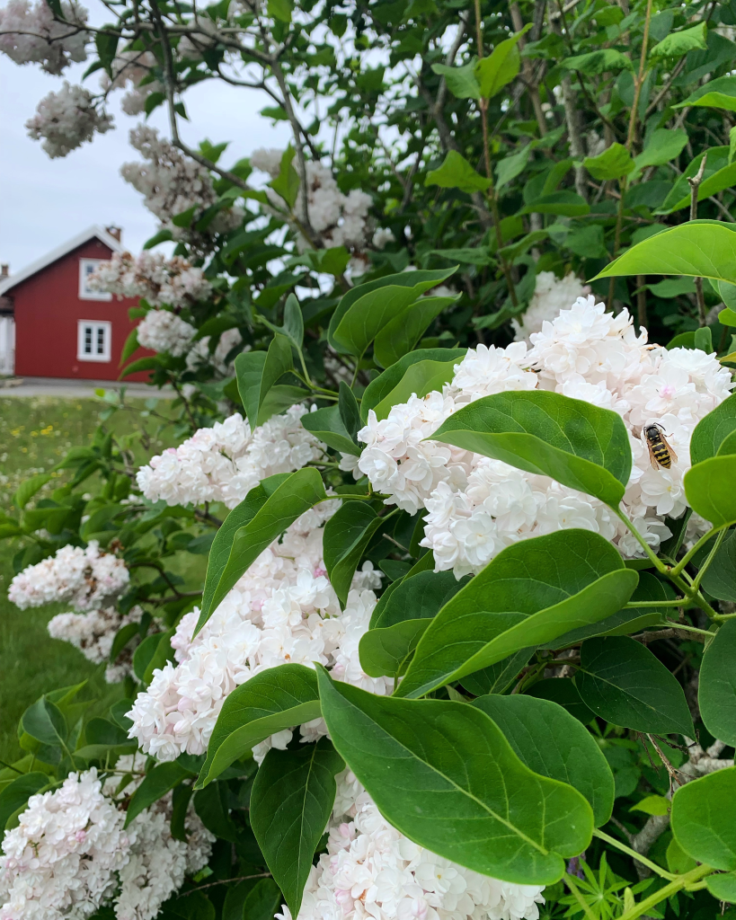 Syriner i hagen