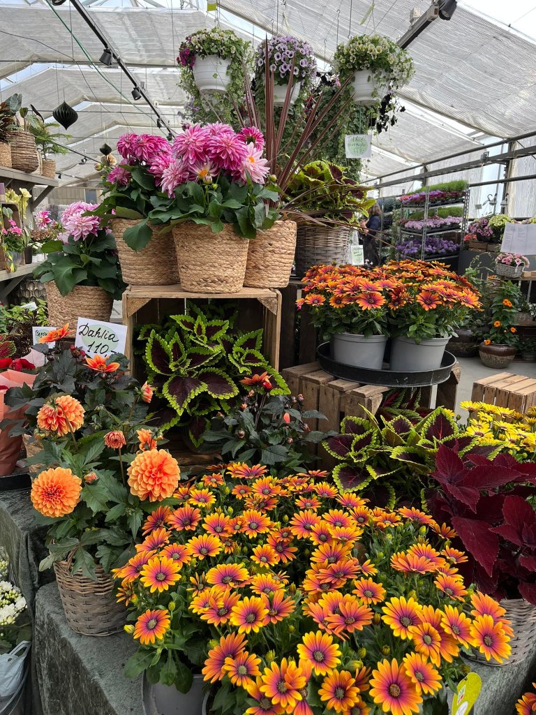 Vi produserer blomster for hus og hage hele året og våre egne stauder.