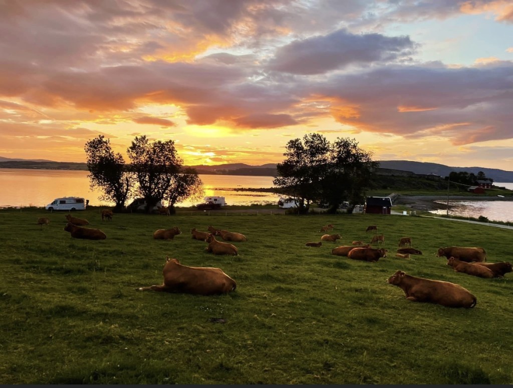 Gårdsutsalget ligger idyllisk til ved historiske Steinvikholm Slott. Her har du muligheten til å kjøpe lokal mat, hilse på dyra når de går ut på beite og spasere rundt for å se på borgruinene fra 1500-tallet. På sommeren er det guiding ute på slottet og det er mulig å overnatte på parkeringsplassen nede ved Steinvikholm Slott hele året.