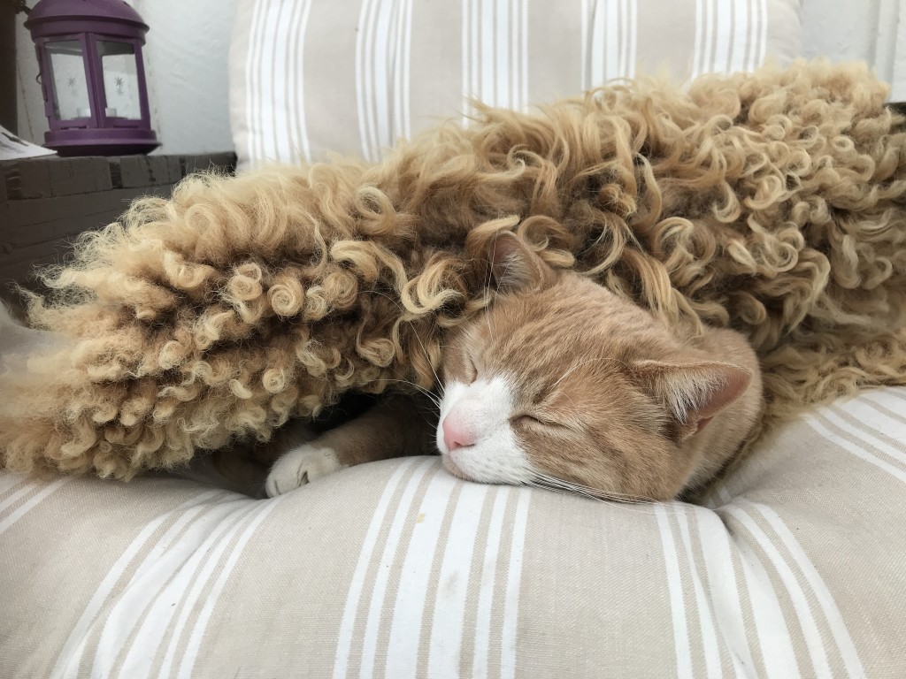 Simba