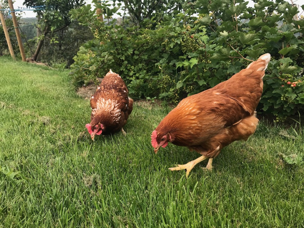 Koselig med dyr på en gård, derfor har vi også noen høner som lever det gode liv hos oss, og legger gode egg med ekstra gul plomme!