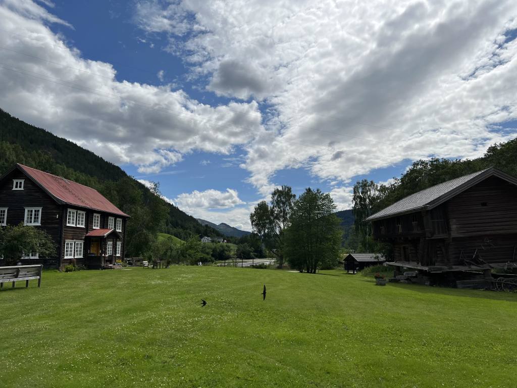 Svalene på Sevletunet. De er som en del av inventaret og kvitrer harmonisk fra morgen til kveld mens de danser og leker rundt mellom husene.