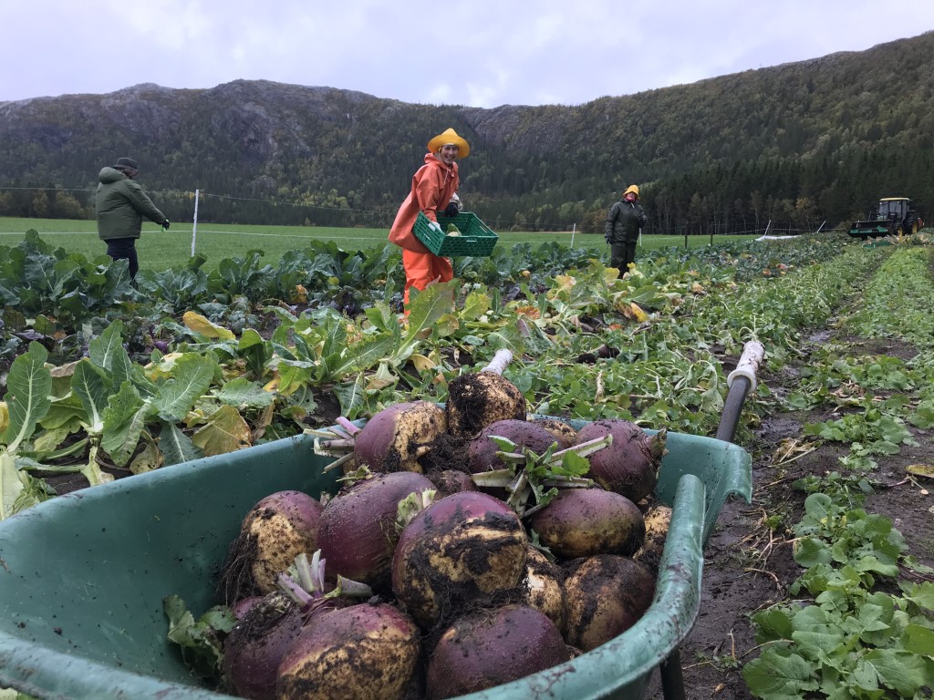 Kålrota høstes en hyggelig regnværsdag