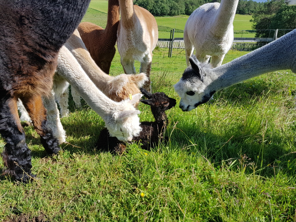 Alpaca baby is born