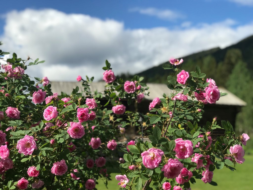 Hurdalsrosa ved vedskjulet, som minner om å blomstre i sitt eget tempo og ta inn sommerens ynde med dype fulle åndedrag.