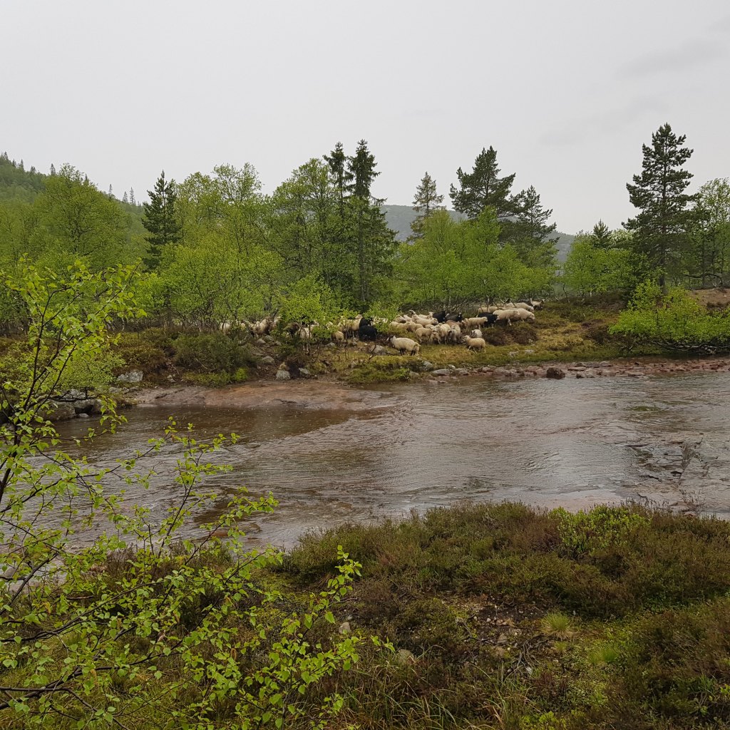 Sau og lam på vei til sommerbeite i starten av Juni