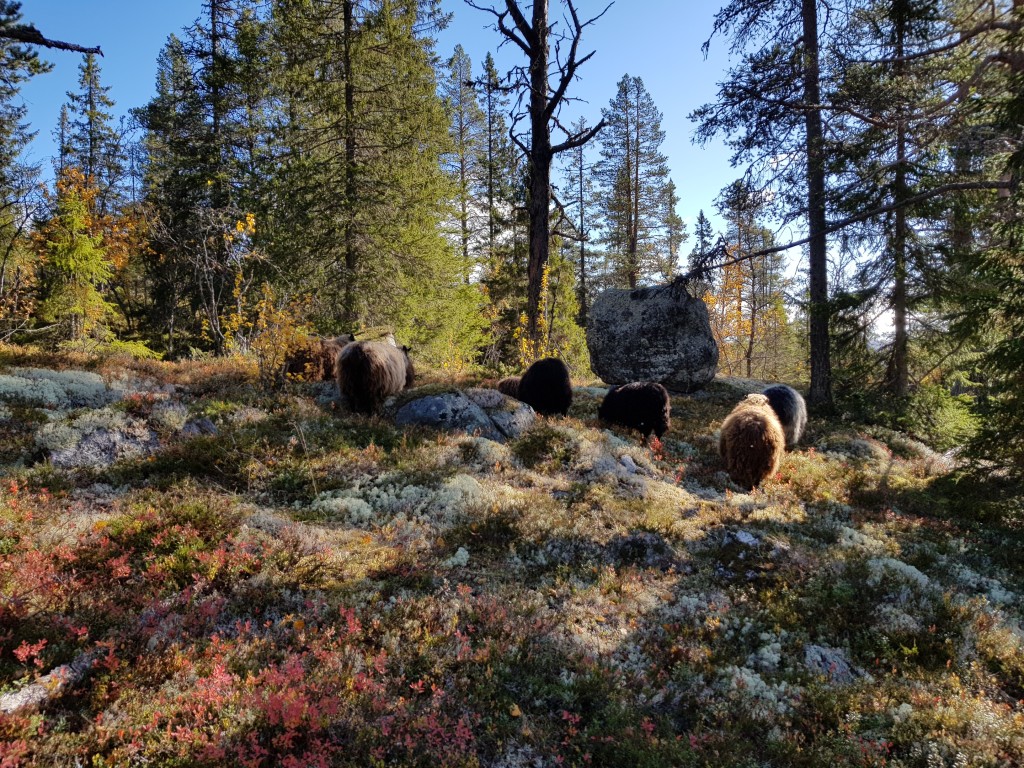 Farga spælsau på fjellbeite