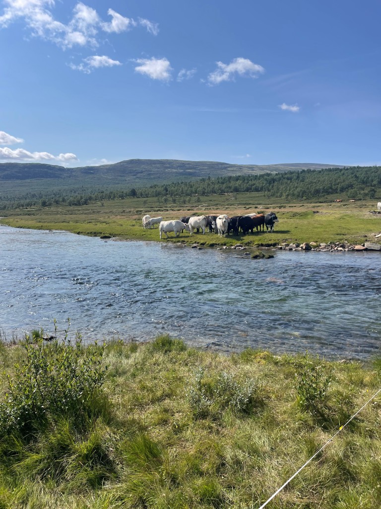 Kuene våre er på beite i Grimsdalen hele sommeren. Grimsdalen er veldig mye besøkt av turister gjennom sommeren. Der kan man gå fine fjellturer og man kan nyte god mat og overnatting på Grimsdalshytta.