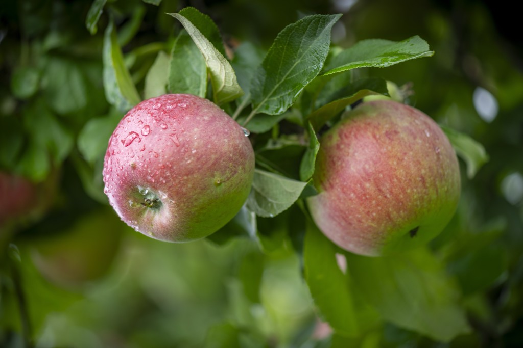 Modne epler på Egge Gård