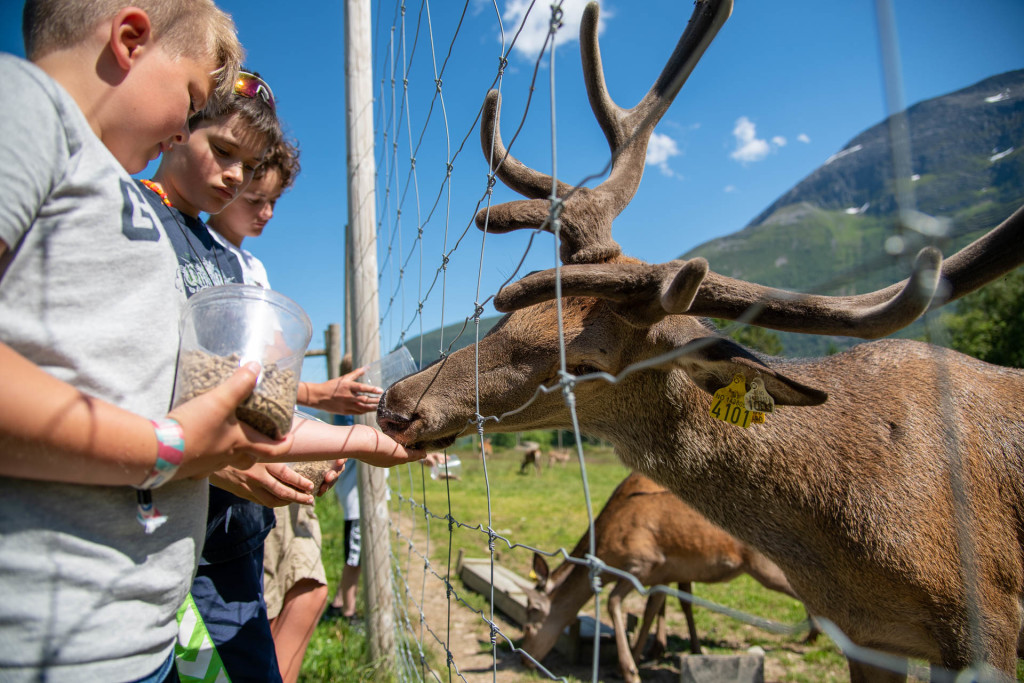 Vil du vere med på hjortemating?? 
Husk å bestille tidspunkt på førehand.