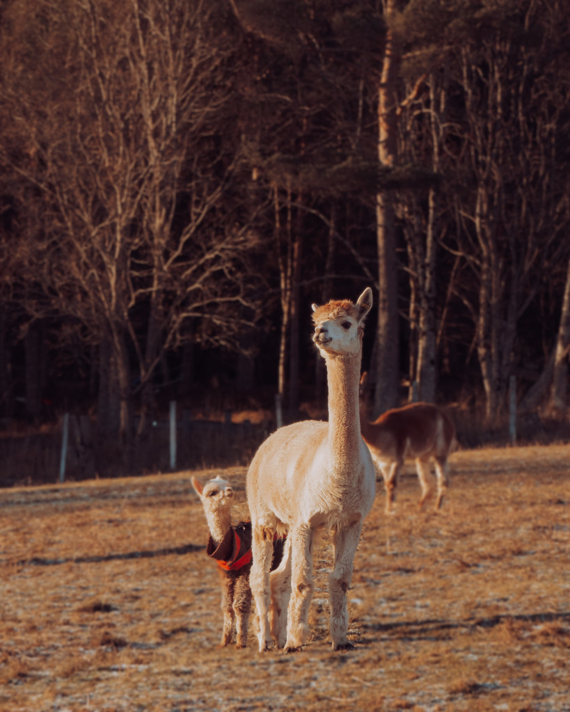 Diminuto looks up at Aunt Estrella.
