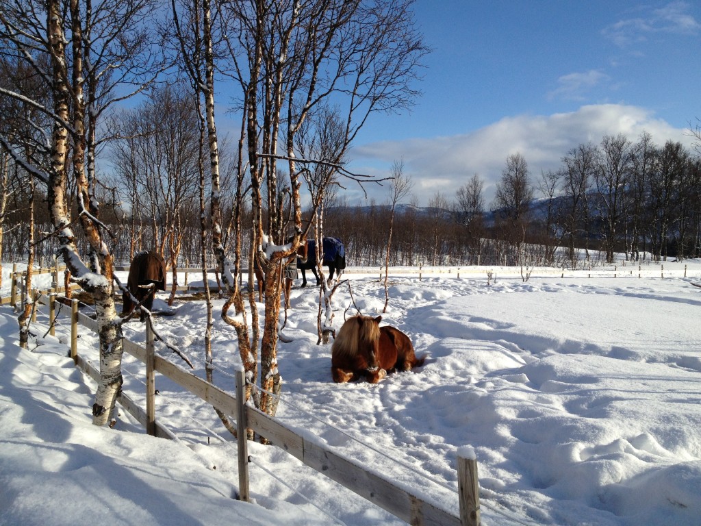 Hestene nyter påskesolen
