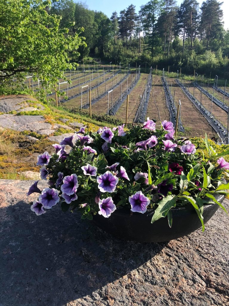 Felt 1, nyplantet, Tjøme Vingård