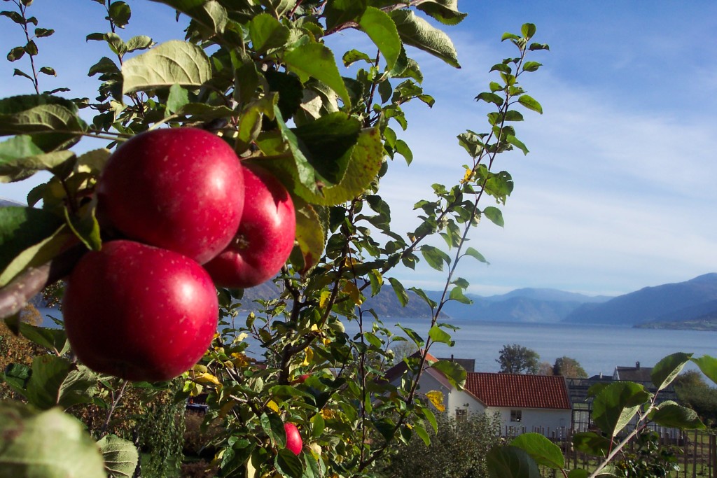 Eplehaust med utsikt over Sognefjorden. Kvar haust kjem elevar ved den vidaregåande skulen i Balestrand som gode hjelparar i frukthausten.