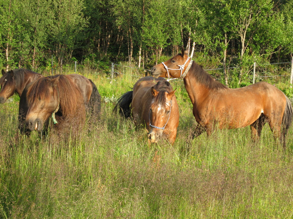 Mye godt gress etter dagens tur