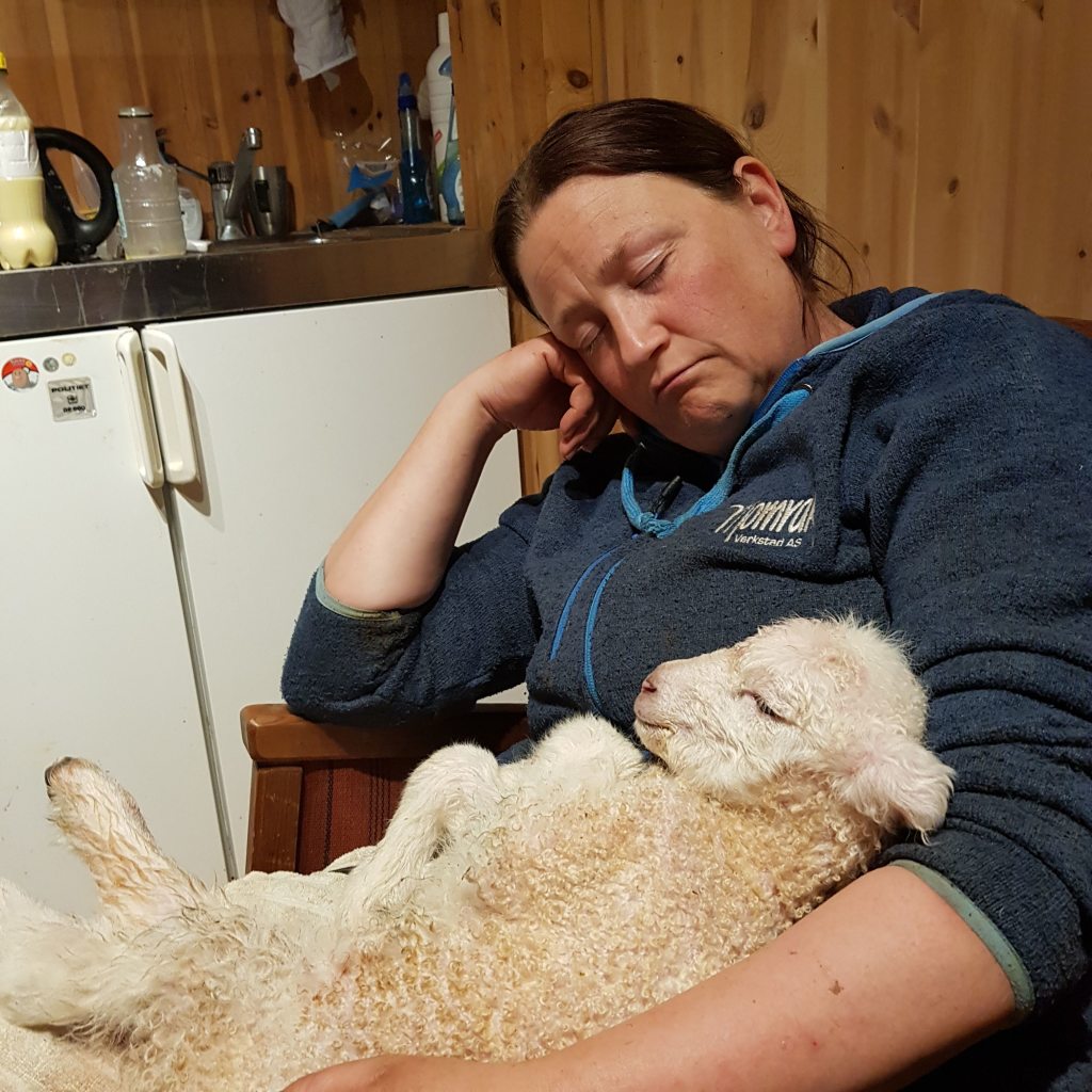 Slitsomt med lamming. Her sovnet Bjørg med tåtelam i fanget.