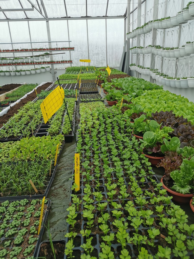 De fleste grønnsakene dyrkes i oppal i gartneriet før de plantes ut på friland