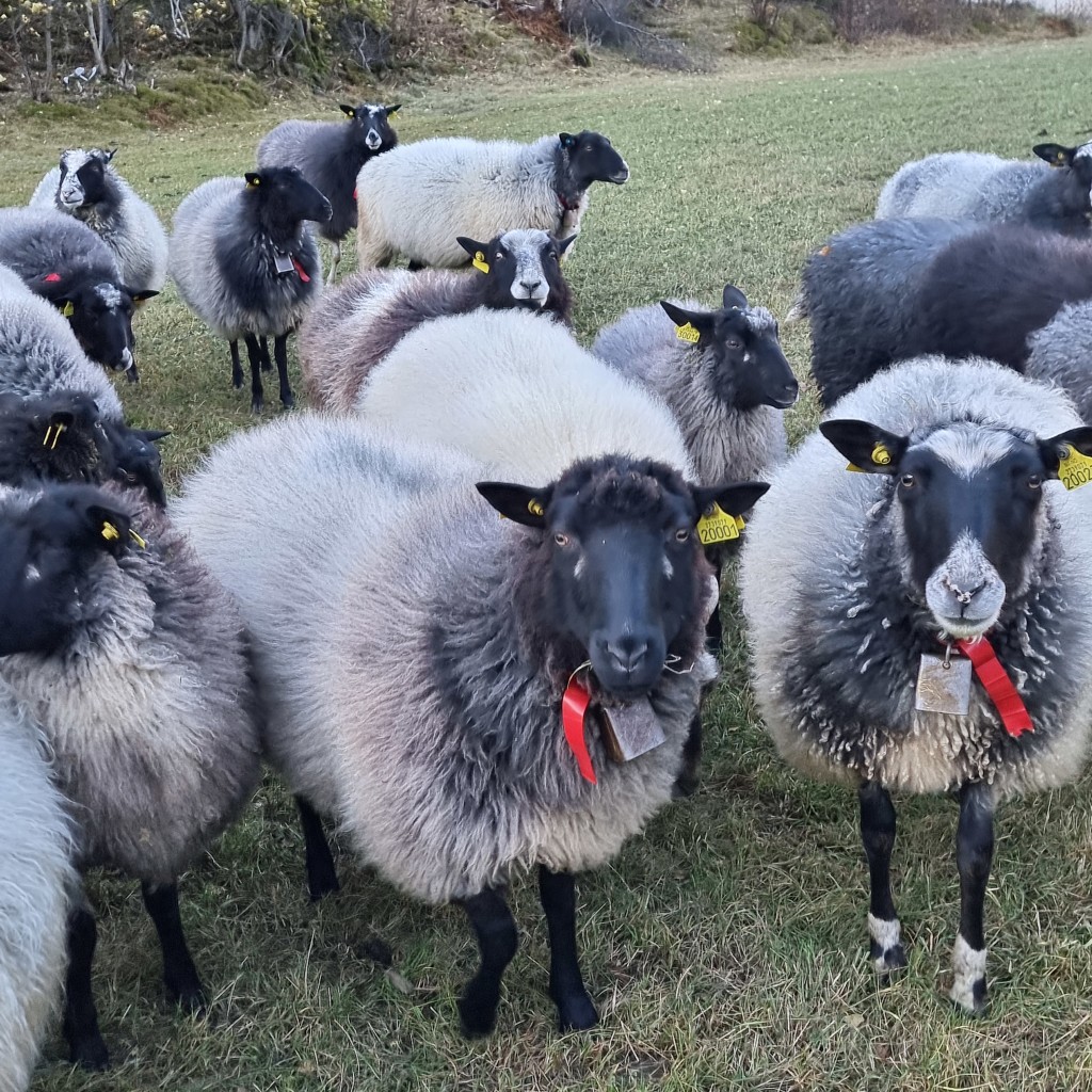 Komt ned igjen frå Vesteråsdalen for vinteren.