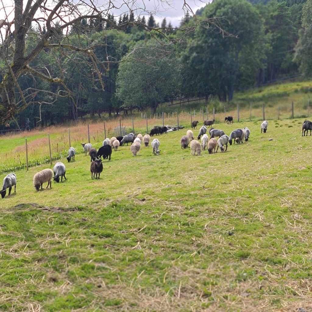 Old Norwegian sheep are also on the farm