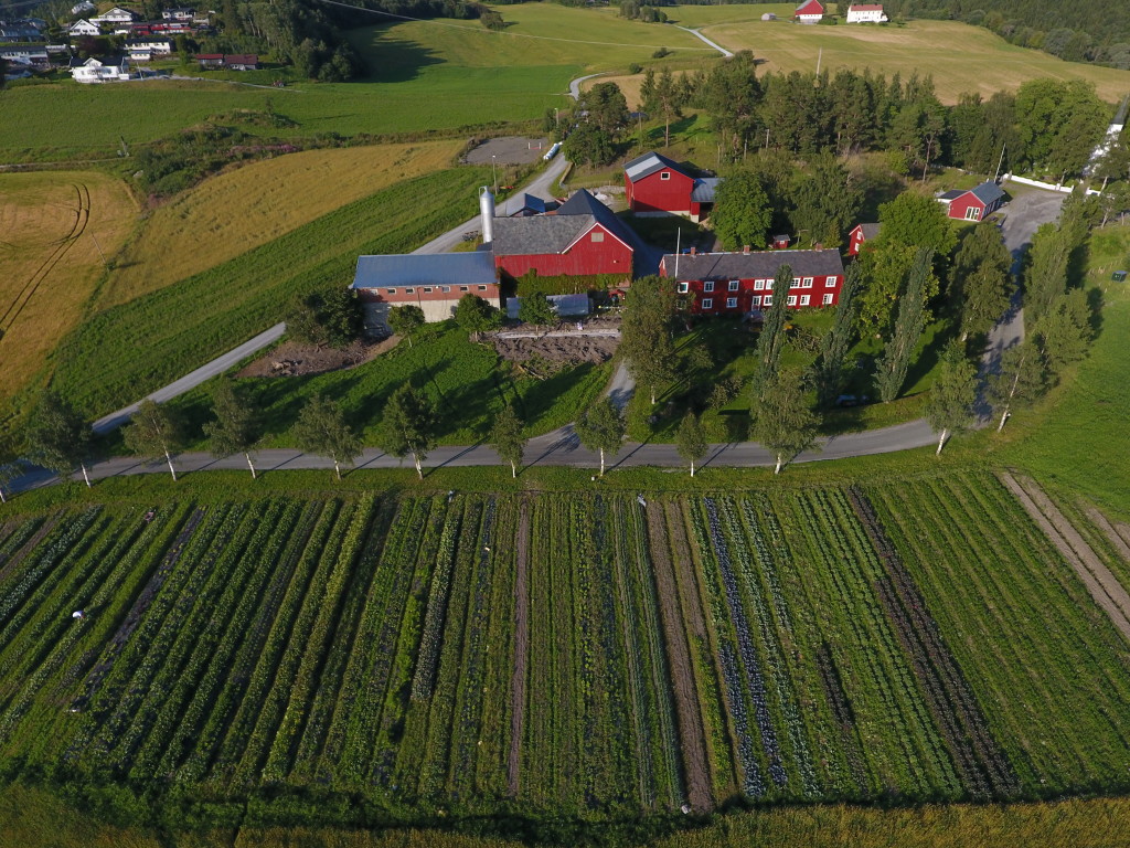 Markedshage med 40 forskjellige grønnsaker og urter