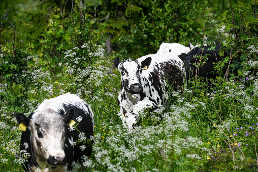 Verneverdig ku av rasen Sidet Trønder- og nordlandsfe