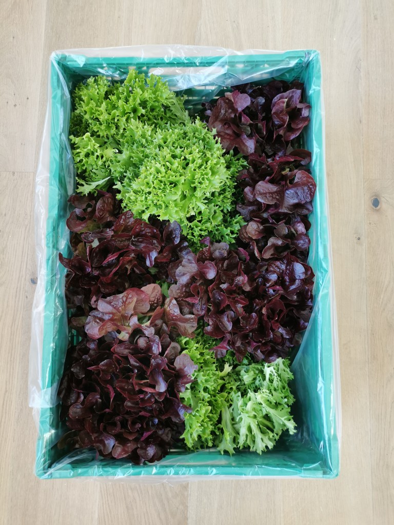 Frisk salat - rett fra åkeren