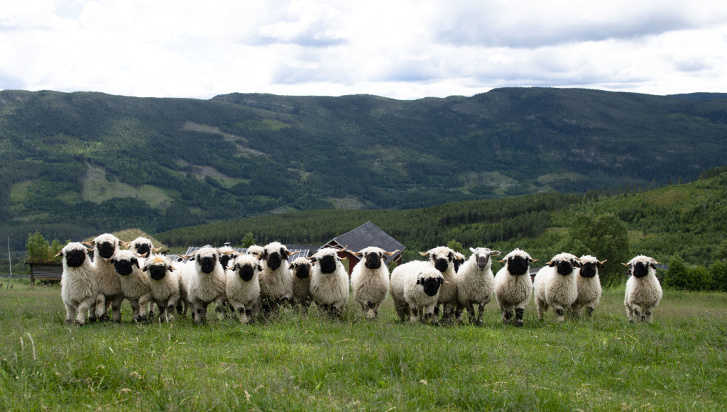 Den sjeldne rasen Valais blacknose sheep som vi er så heldige å ha en flokk på over 100 dyr på gården.