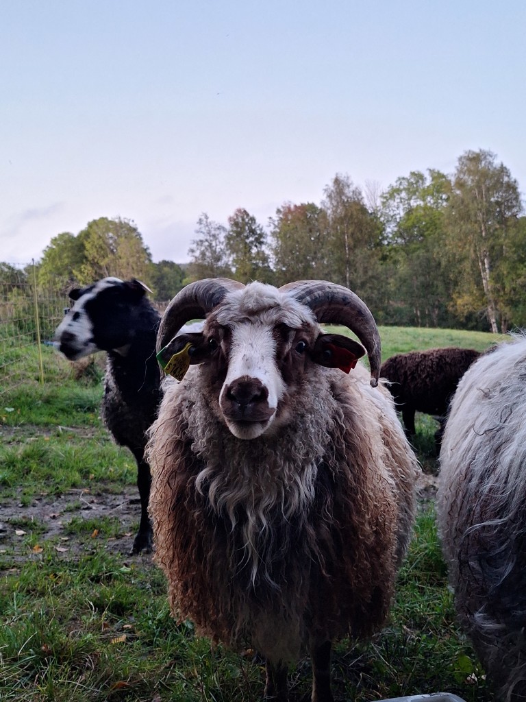 Gammalnorsk spælsau lam som koser seg på beite