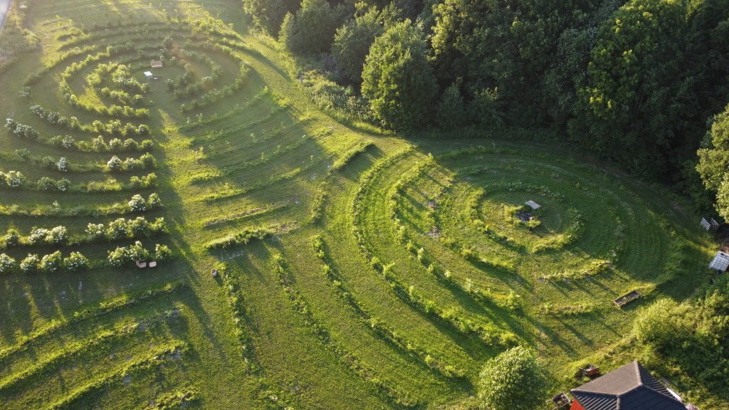 Hylleblomstfeltet i Bø " Ringvirkninger" plantet fra 2020. Økologisk dyrkning med en blandning av 9 ulike sorter hyll.
