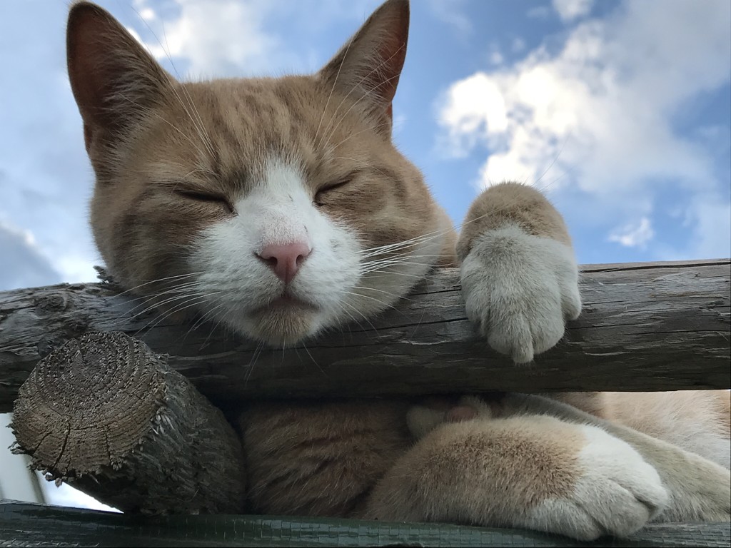 Simba