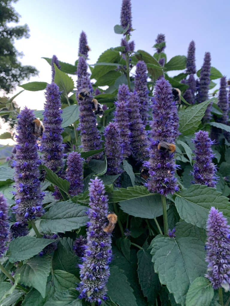 Humlene elsker urtehagen og blomstene på mynten
