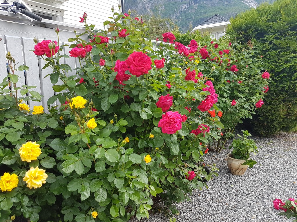 Rosenhagen.