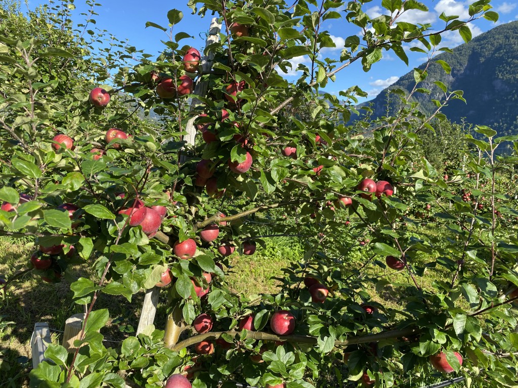 Raud Aroma. Haldbare eple, gode å ete og gir nydeleg eplemost.