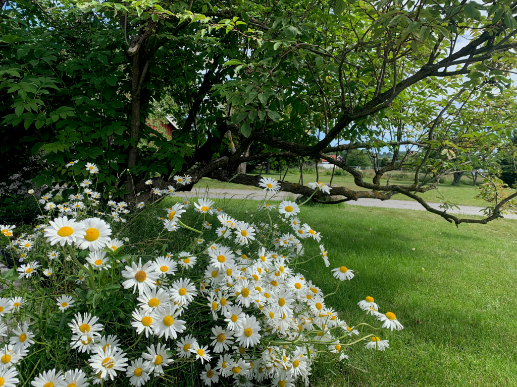 Det blomstrer så fint i hagen på sommerstid!