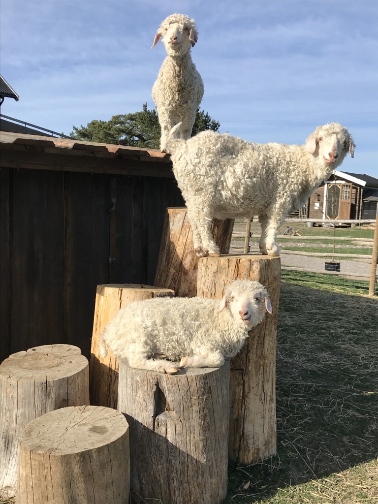 Mohair geitene.