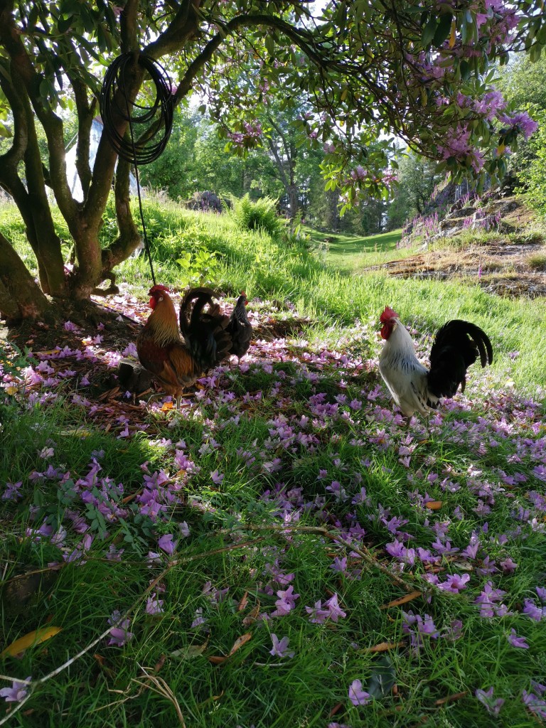 Islandshønsa fikk skugge under rododendronen.