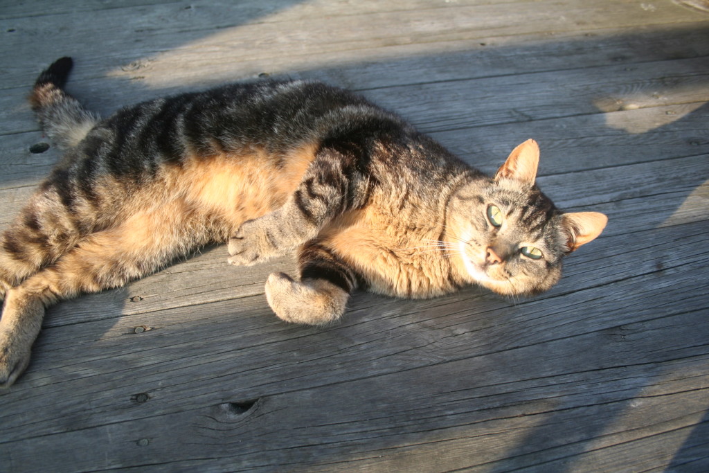 Lurven ein katt på garden