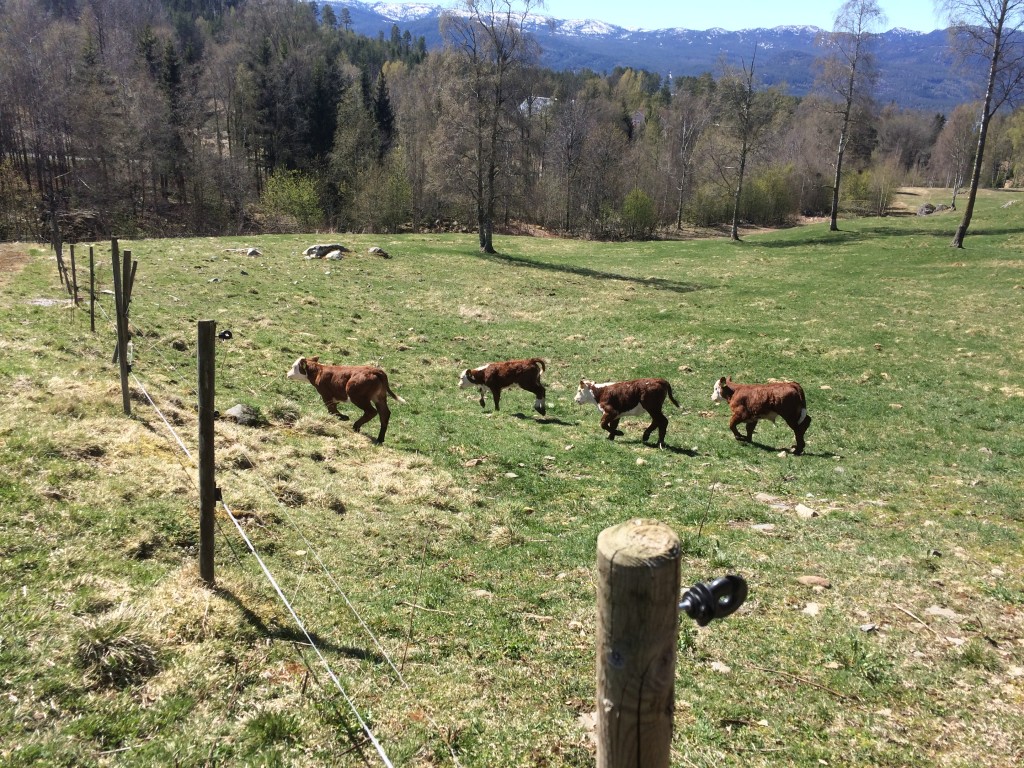 Kalver på vårslipp