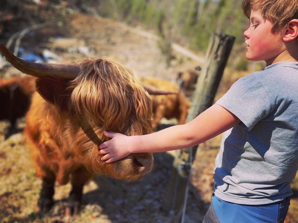 Vi er en familiedreven gård som holder til vest i Birkenes, Vegusdal omgitt av skog, fjell og vann. 
Vi selger økologisk 100% gressforet kjøtt av Høylandsfe. I tillegg til Høylandsfe har vi villsau, høns og gris. Hos oss beiter dyrene på 3000 mål hele året.